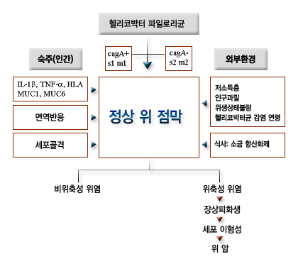 위암 발생 단계 순서도 (정상 위점막 &rarr; 헬리코박터 감염 &rarr; 만성 위염 &rarr; 위축성 위염 &rarr; 장상피화생 &rarr; 이형성 &rarr; 위암)